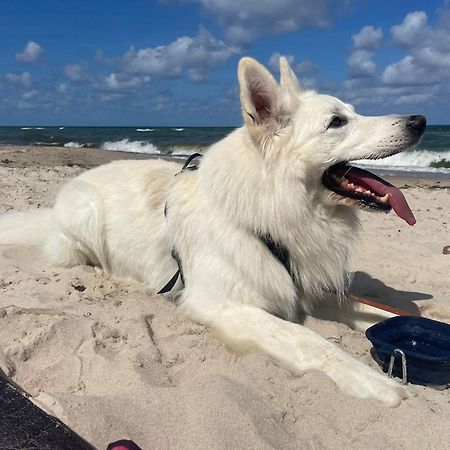 Dogs Welcome! Domek Na Zacisznej بوغورزيلكا المظهر الخارجي الصورة