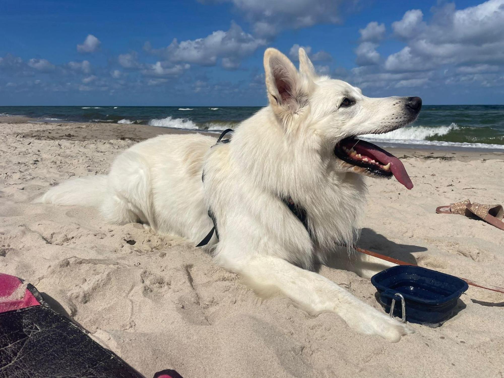 Dogs Welcome! Domek Na Zacisznej بوغورزيلكا المظهر الخارجي الصورة